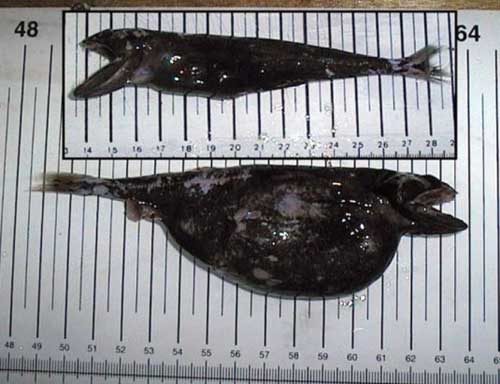 black-swallower-2-1553549